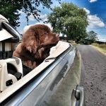 Oskar auf großer Fahrt